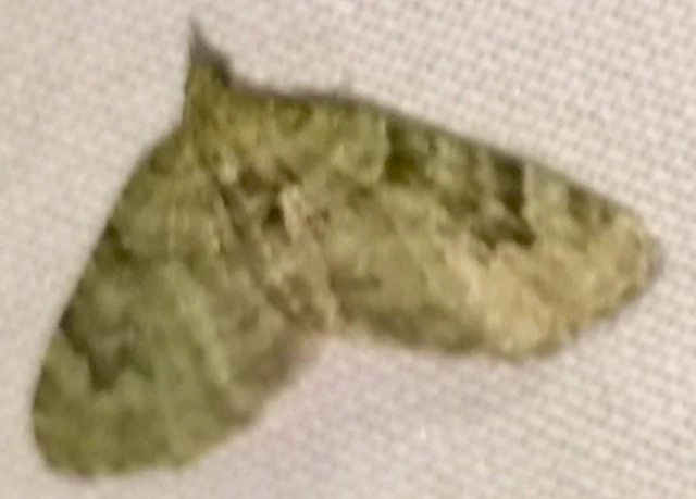 Chloroclystis v-ata - zöldes törpearaszoló