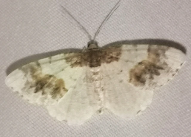 Ligdia adustata - barna levélaraszoló