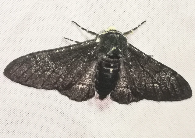 Biston betularia - szürkepettyes araszoló