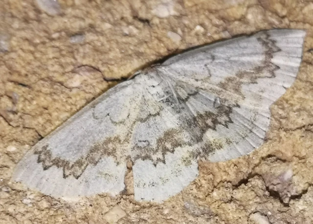 Cyclophora annularia - gyűrűs pettyesaraszoló