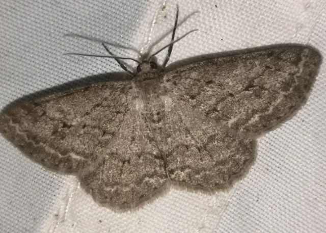 Ectropis crepuscularia - avararaszoló