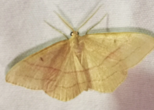 Rhodostrophia vibicaria - pirosszélű araszoló