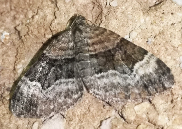 Xanthorhoe biriviata - kétsávos tarkaaraszoló