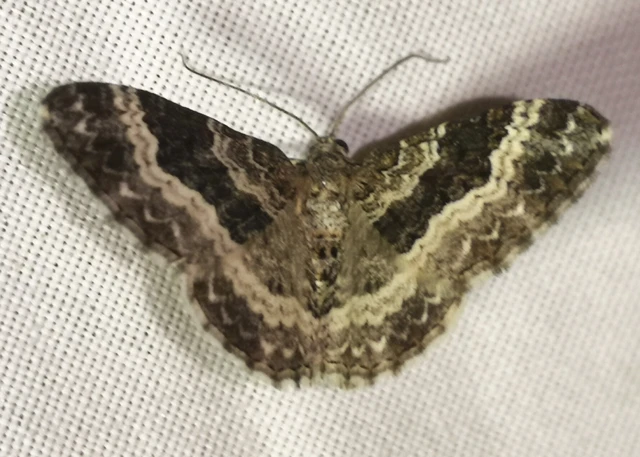 Epirrhoe alternata - galaj-tarkaaraszoló