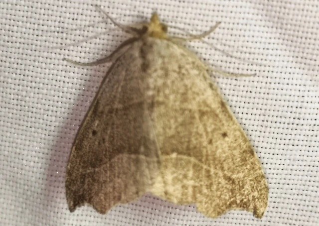Laspeyria flexula - zuzmóbagoly