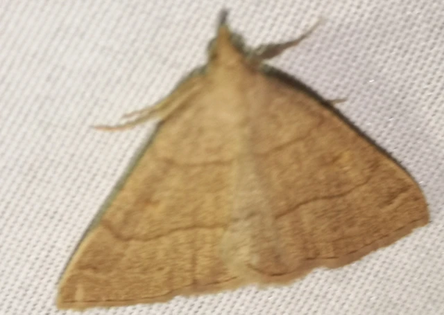Paracolax tristalis - sárgás karcsúbagoly