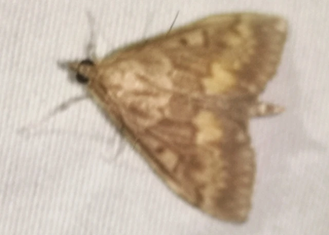Ostrinia nubilalis - kukoricamoly