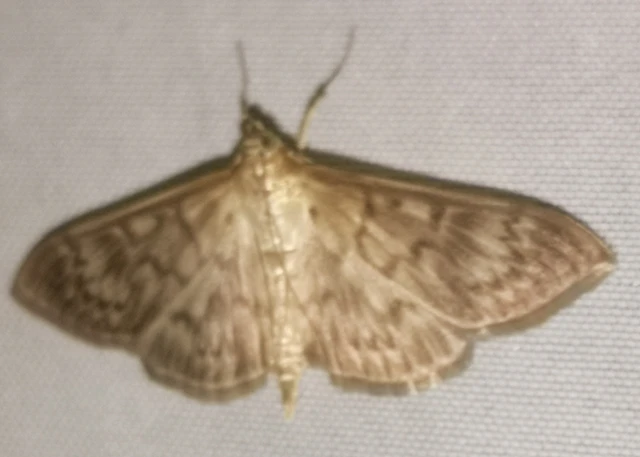 Patania ruralis - csalánevő tűzmoly