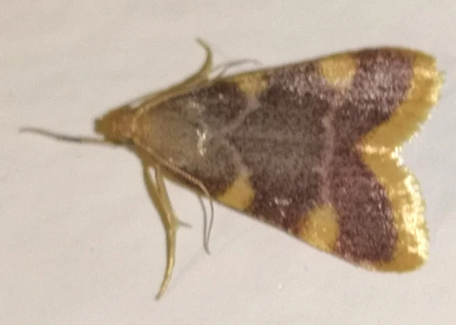 Hypsopygia costalis - szénailonca