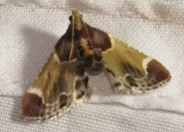 Pyralis farinalis - lisztilonca