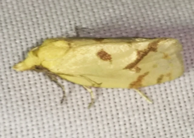 Agapeta hamana - közönséges sárgamoly