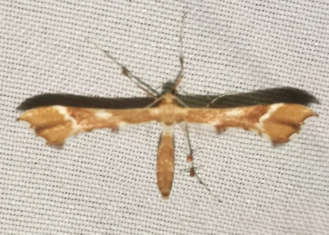 Cnaemidophorus rhododactyla - rózsabogyó-tollasmoly