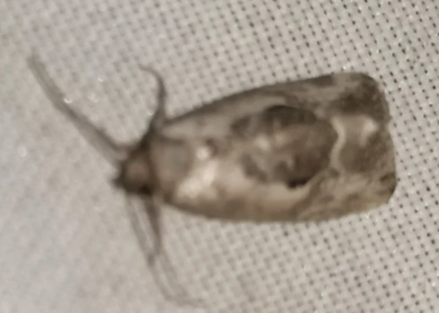 Hapalotis venustula - rózsaszínű mázasbagoly