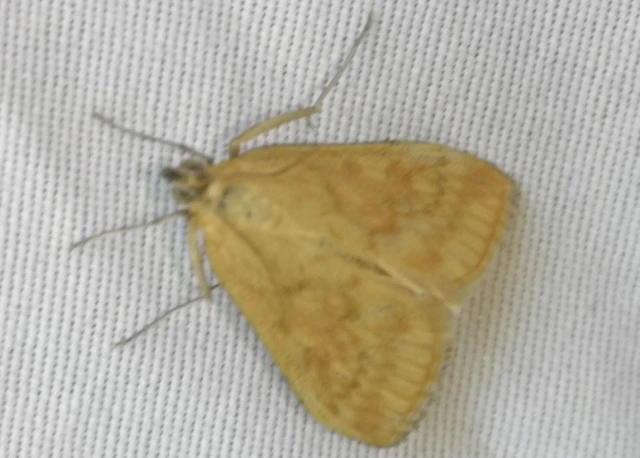 Sitochroa verticalis - világossárga dudvamoly