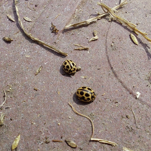Tytthaspis sedecimpunctata - tizenhatpettyes katica
