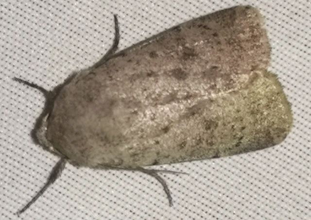Hoplodrina respersa - bogáncs-selymesbagoly