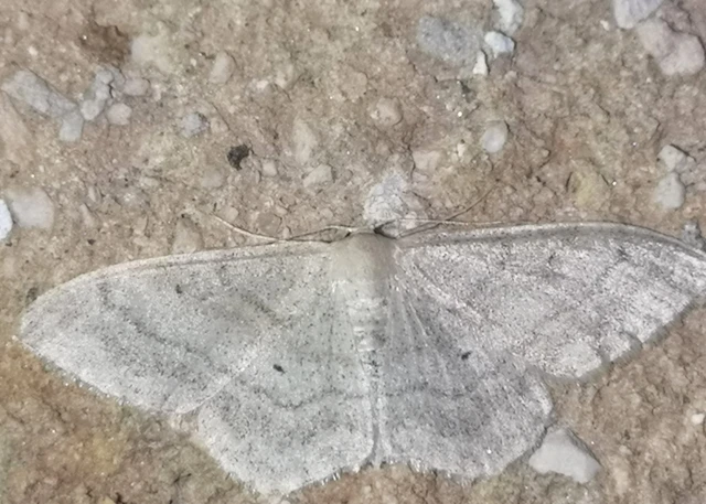 Idaea deversaria - egyszínű sávosaraszoló
