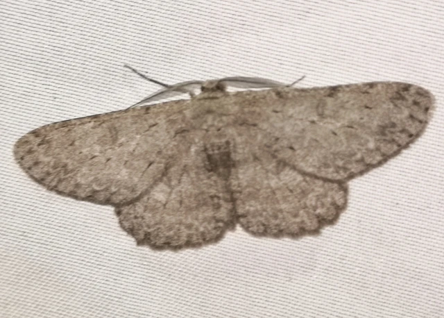 Hypomecis punctinalis - pettyes faaraszoló