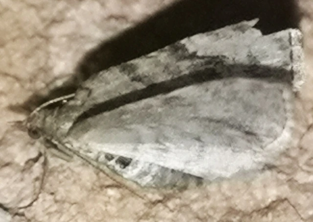 Chloroclystis v-ata - zöldes törpearaszoló