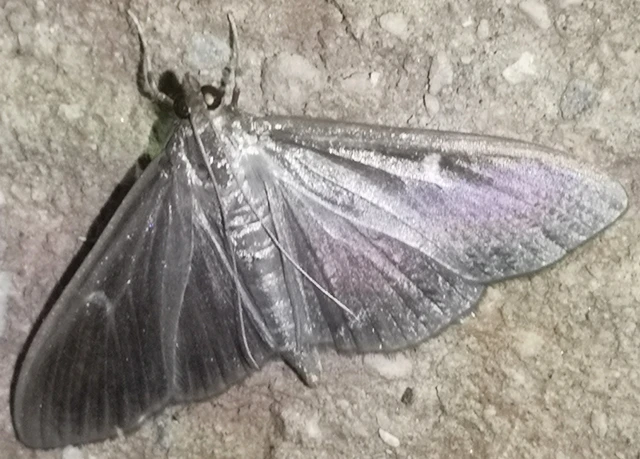 Cydalima perspectalis - puszpáng-tűzmoly