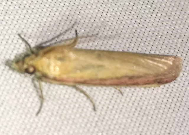 Oncocera semirubella - lucernamoly