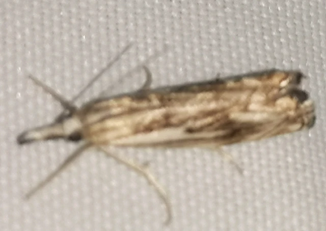 Catoptria verellus - kormos fűgyökérmoly