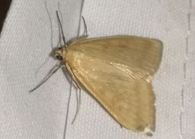 Sitochroa verticalis - világossárga dudvamoly