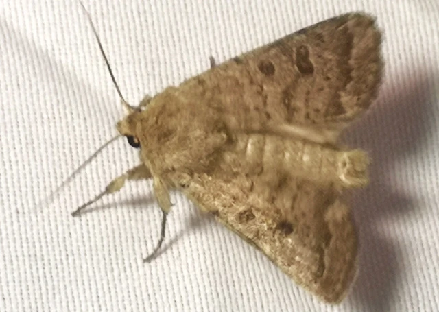 Hoplodrina octogenaria - barna selymesbagoly