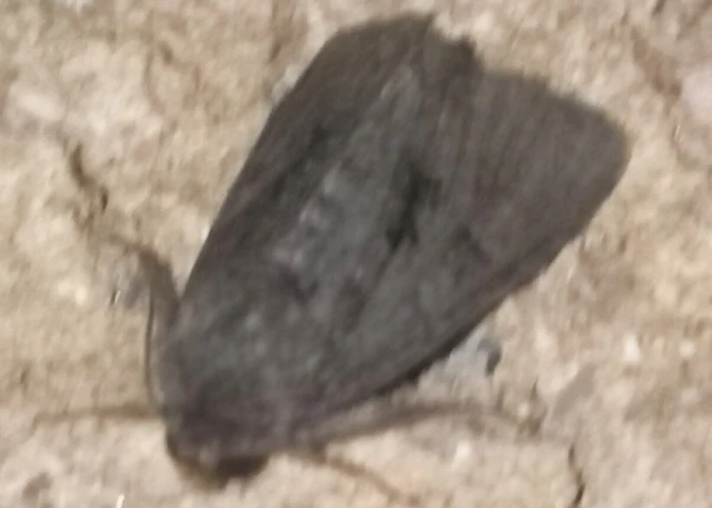 Oligia latruncula - fekete dudvabagoly