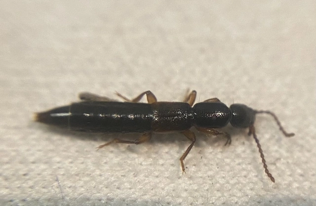 Lathrobium brunnipes - nagy mocsárholyva