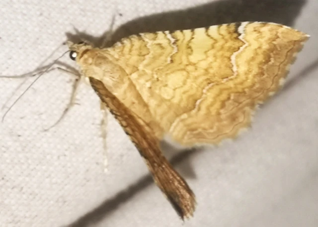 Camptogramma bilineata - kétvonalas sávosaraszoló