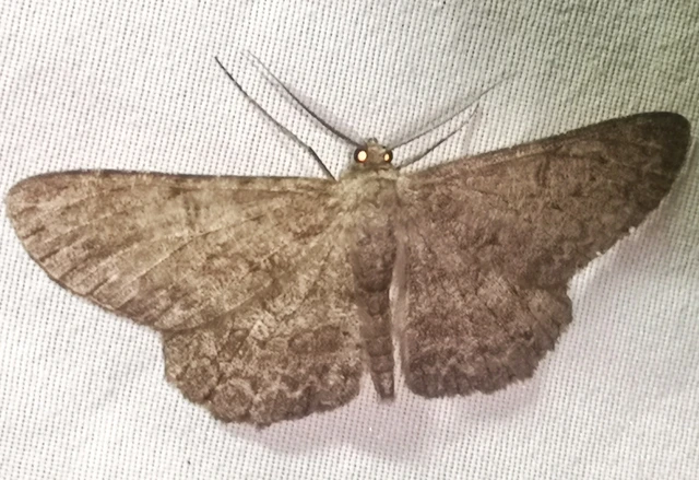 Hypomecis punctinalis - pettyes faaraszoló