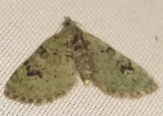 Chloroclystis v-ata - zöldes törpearaszoló
