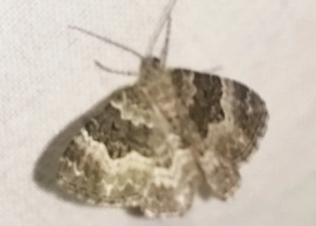 Epirrhoe alternata - galaj-tarkaaraszoló