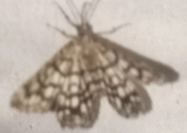 Chiasmia clathrata - rácsos rétiaraszoló