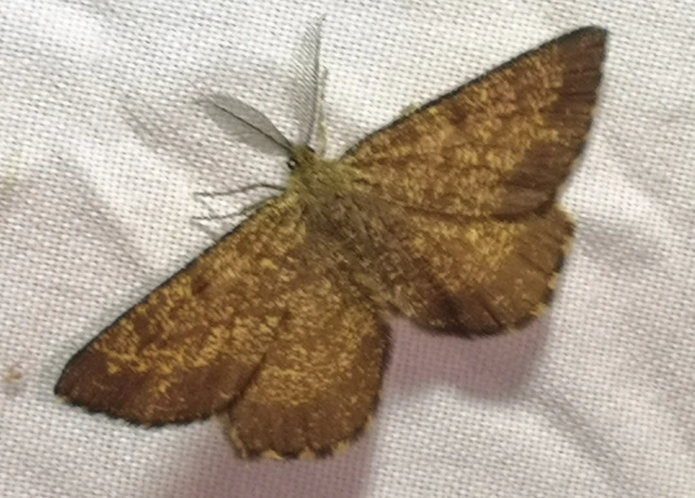 Ematurga atomaria - barna rétiaraszoló