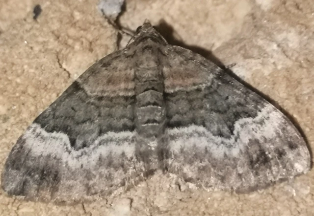 Xanthorhoe biriviata - kétsávos tarkaaraszoló