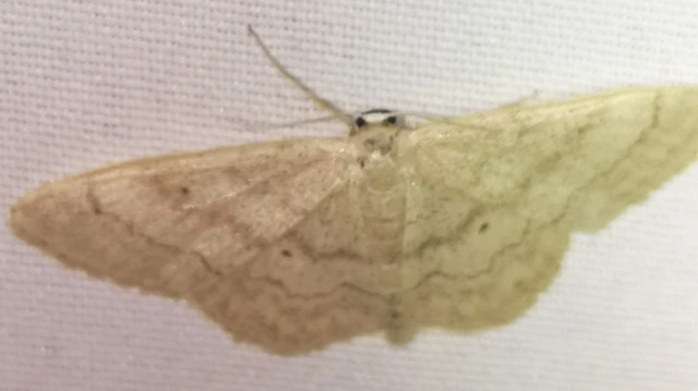 Idaea deversaria - egyszínű sávosaraszoló