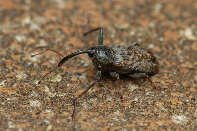 Dorytomus longimanus - kétalakú hangormányos