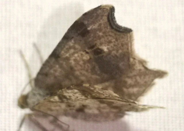 Macaria alternata - közönséges szürkearaszoló