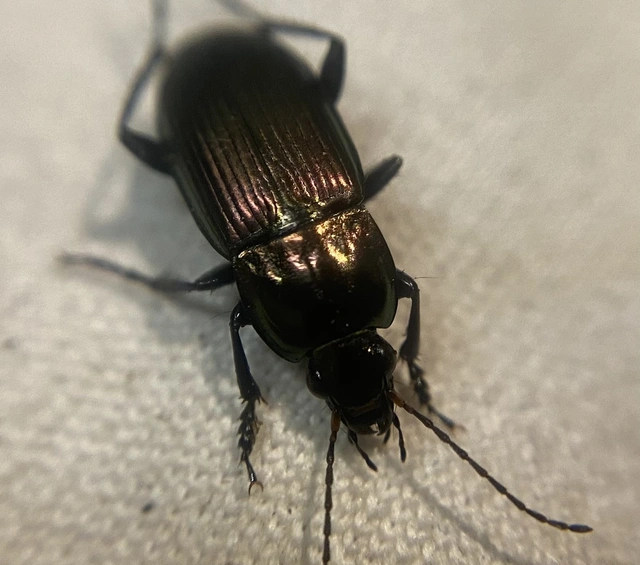 Poecilus versicolor - smaragd-gyászfutó