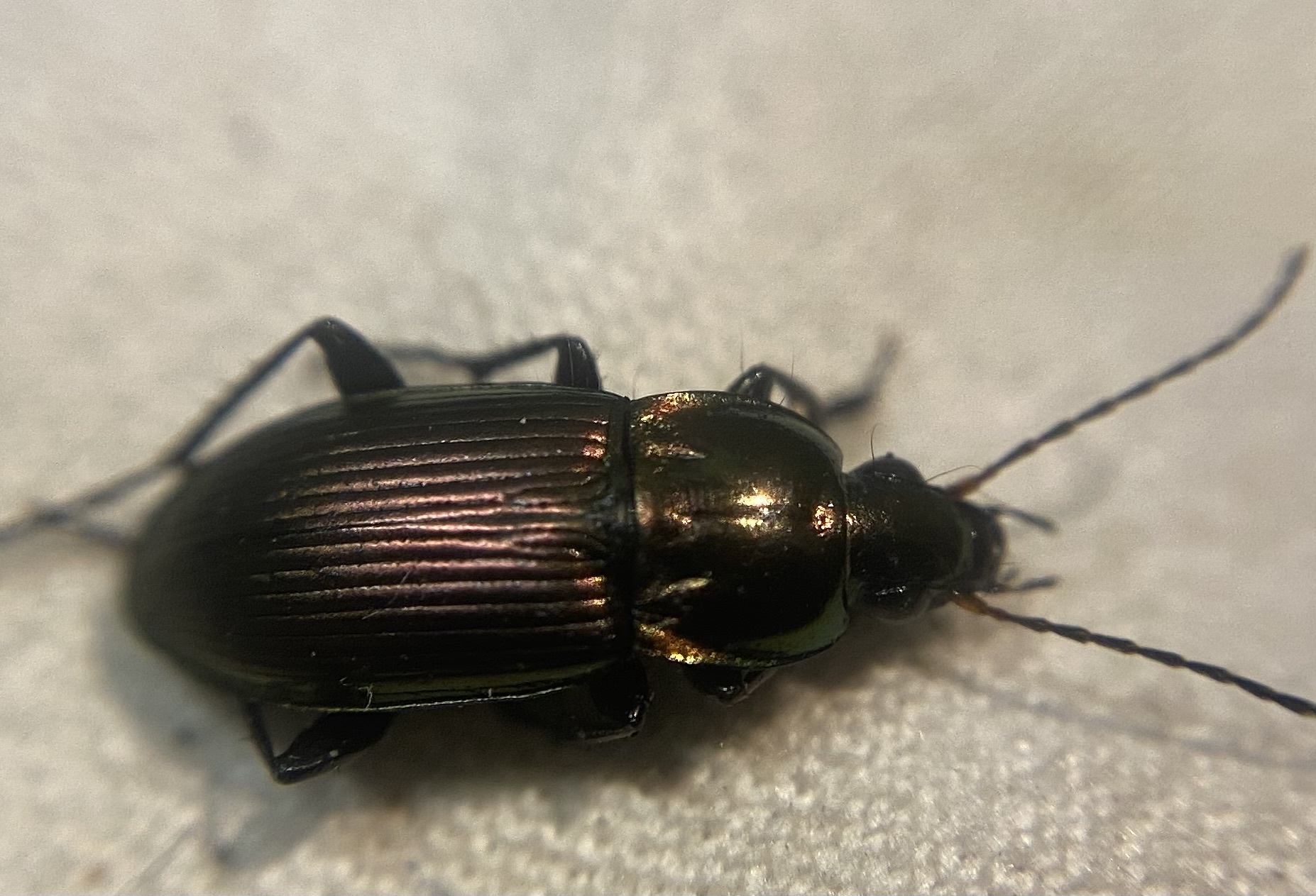 Poecilus versicolor - smaragd-gyászfutó