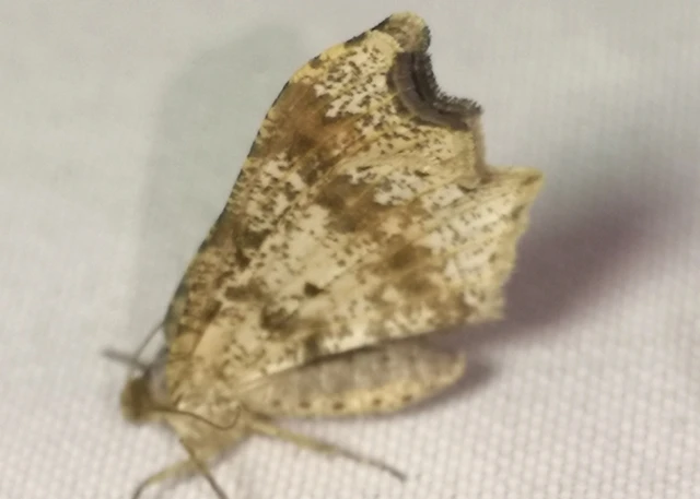 Macaria