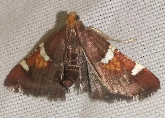 Pyralis regalis - pompás fényilonca