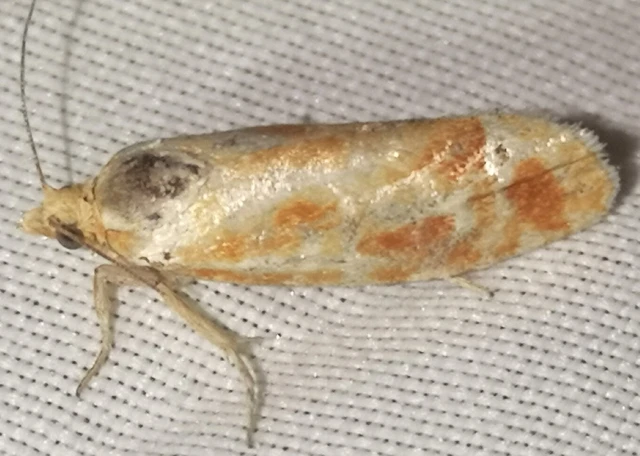 Rhyacionia