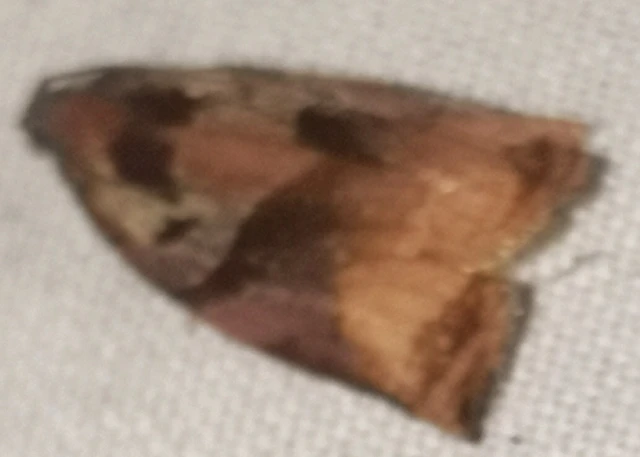 Archips podana - dudvarágó sodrómoly