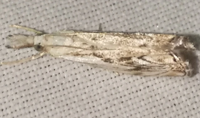 Catoptria falsella - hálós fűgyökérmoly