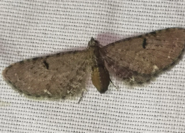 Eupithecia absinthiata - üröm-törpearaszoló