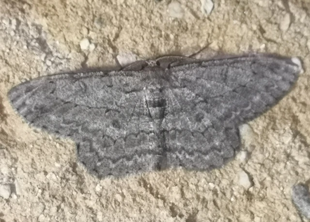 Hypomecis punctinalis - pettyes faaraszoló