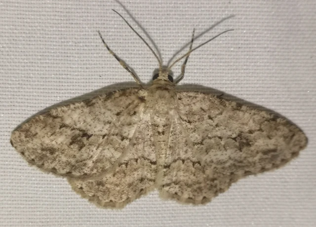 Ectropis crepuscularia - avararaszoló